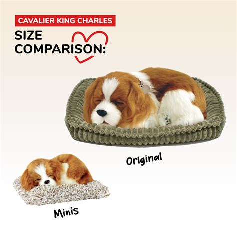 Mini Cavalier King Charles Perfect Petzzz - Perfect Petzzz