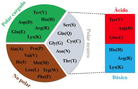 Diagrama De Clasificación De La Naturaleza Química De Los Aminoácidos Download Scientific Diagram