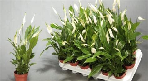 Капризный спатифиллум: уход и правильная пересадка - Со Вкусом