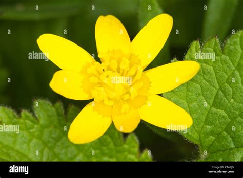 Lesser Celandine Ranunculus Ficaria Flower Stock Photo Alamy