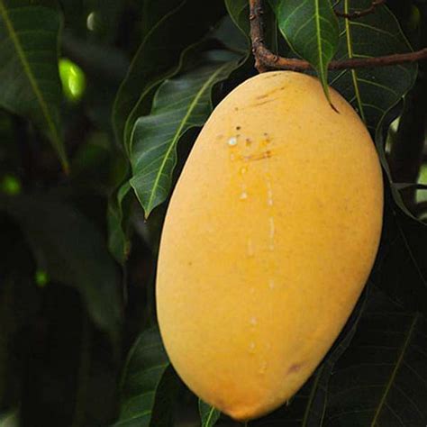 buy mango tree alphonso grafted plant   nurserylive