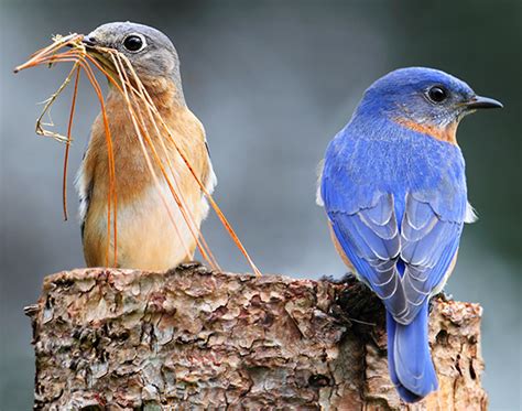 Seeing Bluebirds in your backyard? - The Backyard Naturalist