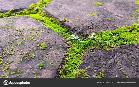 Fallen Leaves Sidewalk Covered Moss — Stock Photo © Phototriangle