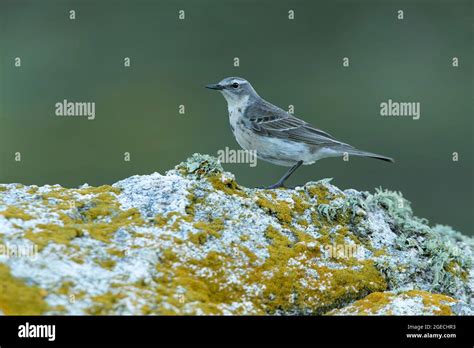 Water pipit on a rock in its breeding territory with the first light of ...