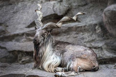 markhor   animals