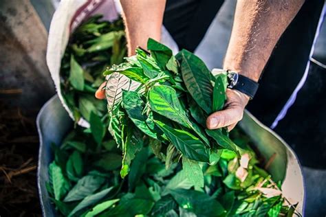 Cha De Ayahuasca Efeitos - Ativo da ayahuasca tem potencial para tratar depressão, mostra estudo ...