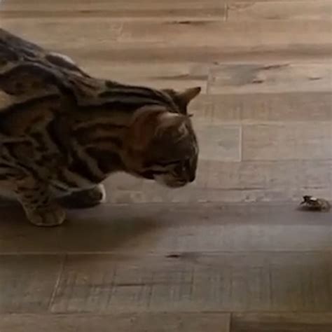 Video Bengal Cat Chases And Eats Cicadas Abc News