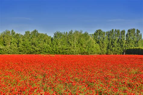 la maree rouge photo  image fleurs paysage ciel images fotocommunity