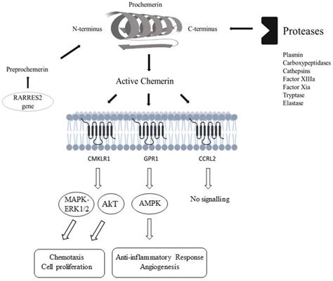 Biomedicines Free Full Text Role Of Chemerin In Cardiovascular Diseases