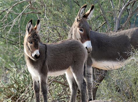 Wild Burro Equus Asinus 5 Lake Pleasant Jan 2023 Flickr