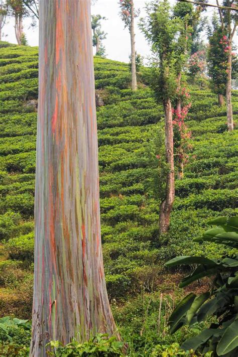 Where To See The Unreally Rainbow Eucalyptus Trees