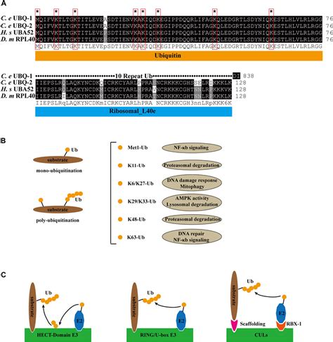 Frontiers The Ubiquitin Proteasome System In Apoptosis And Apoptotic