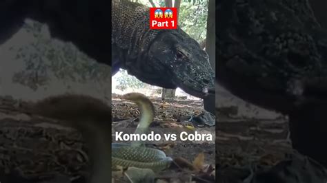 Komodo Dragon vs Cobra Snake - Komodo dragon 🐉🐉 - YouTube