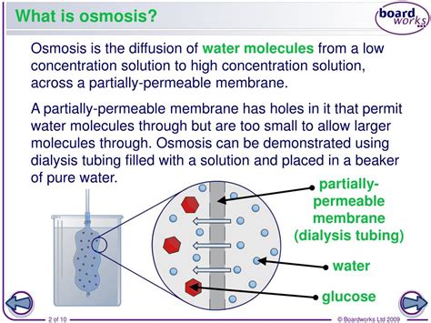 Ppt What Is Osmosis Powerpoint Presentation Free Download Id2712925