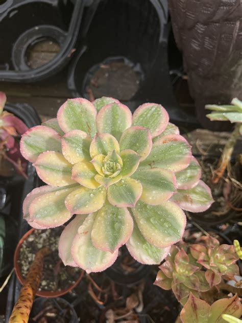 Aeonium Sunburst For Sale In Vista Ca Offerup