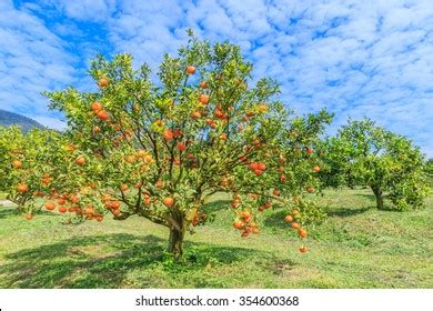 Orange Grove Over 43 781 Royalty Free Licensable Stock Photos