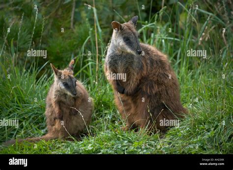 Petrogale Penicillata Hi Res Stock Photography And Images Alamy