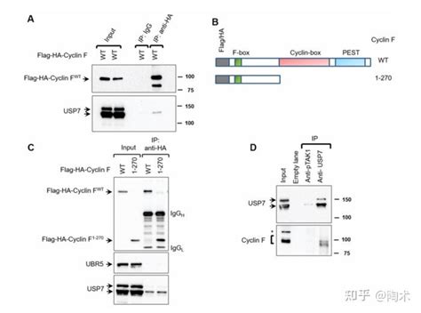 去泛素化酶usp7是一种新型细胞周期蛋白f相互作用蛋白，调节细胞周期蛋白f蛋白稳定性 知乎