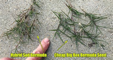 Best Bermuda Grass Seed for Lawns Lawn Care