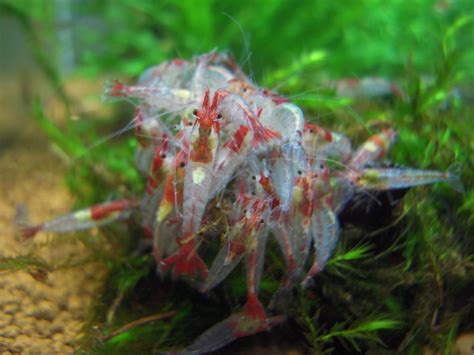 Crystal Red Shrimp: ABOUT Rili