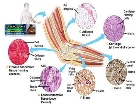 classification  connective tissue
