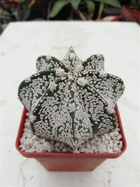 Astrophytum Asterias Cv Super Kabuto X Niveum Cactus Shop