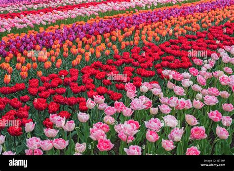 keukenhof tulip field  res stock photography  images alamy