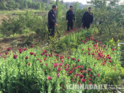 2480株！丹江口市查获今年首例非法种植毒品原植物刑事案件 中国日报网