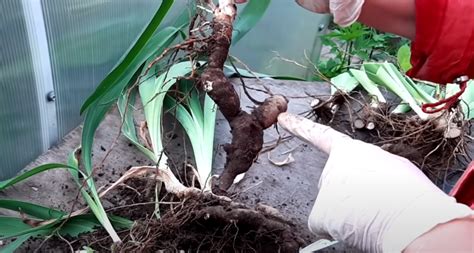 Пересадка ирисов: все что нужно знать, чтобы долгие годы наслаждаться ...