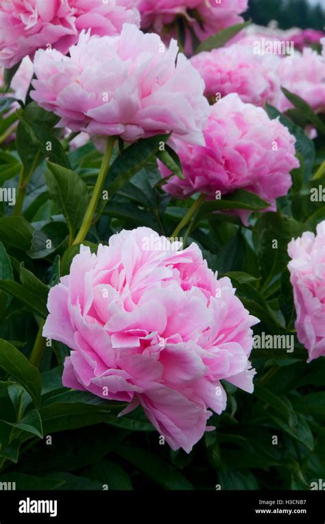 Paeonia Dresden Pink Hi Res Stock Photography And Images Alamy