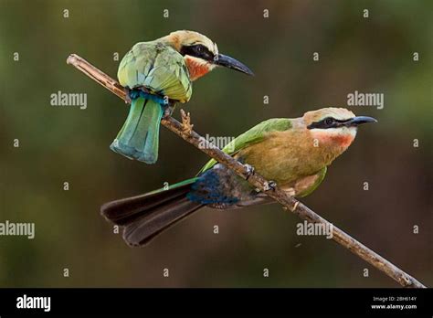 White Fronted Bee Eater Merops Bullockoides Sitting On A Reed