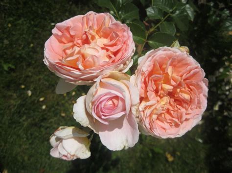 Купить Роза "Абрахам Дерби" (Rosa 'Abraham Darby') от 1 899 руб. в ...