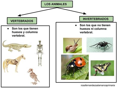 O Que é Um Animal Vertebrado - 8