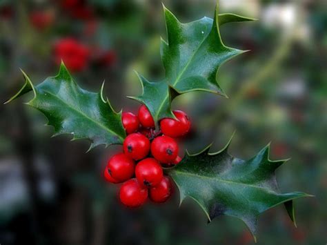 Ilex: Plant Care and Collection of Varieties - Garden.org