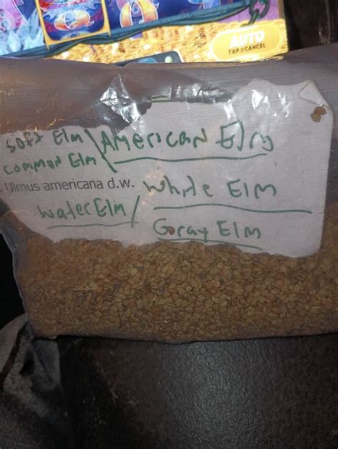 White Elm Tree Seeds (ULMUS Americana) (Common Elm) (Water Elm) (American Elm) | TreeSeedMan.Com ...