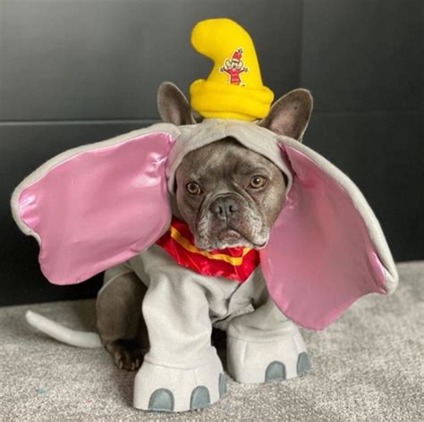 11 Unique Dog Halloween Costume Ideas | Dog halloween costumes, Unique pet costumes, Dog halloween