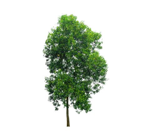 Isolated Trees On Transparent Background Png File Png