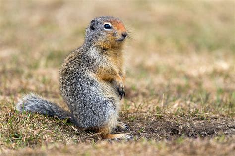 Columbian Ground Squirrel Alchetron The Free Social Encyclopedia