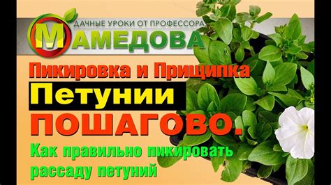 Пикировка и Прищипка Петунии ПОШАГОВО. Как правильно пикировать рассаду ...