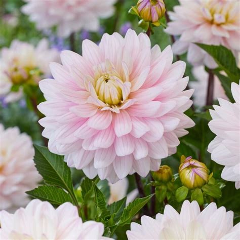 Get Dahlia Lady Kate Summer Flowering Bulb In Mi At English Gardens Nurseries Serving Clinton