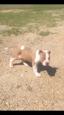 2 male Apbr registerd razors edge/Colby pitbull puppies for sale » Pit Bull Social - Pit Bull ...