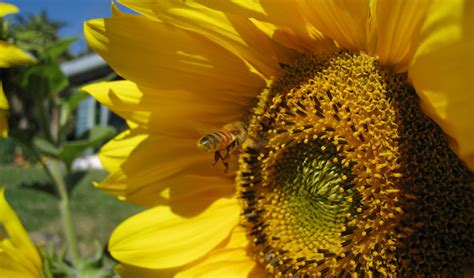 Review: Queen of the Sun - Slant Magazine