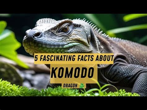 5 fascinating facts about Komodo dragon 🐉 - YouTube