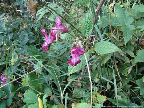 Недотрога железистая (Impatiens grandulifera) — однолетнее травянистое ...