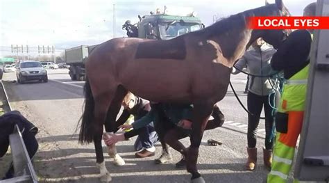 Se videoen Hest får hjælp på motorvejen efter uheld BT Krimi bt dk