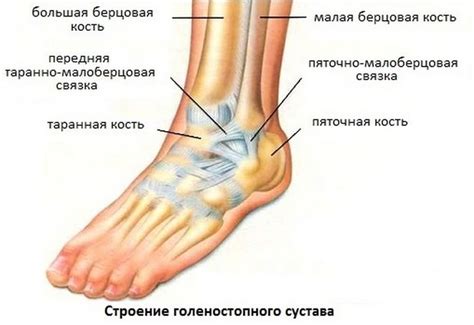 Как выбрать бандаж (ортез) на голеностоп?