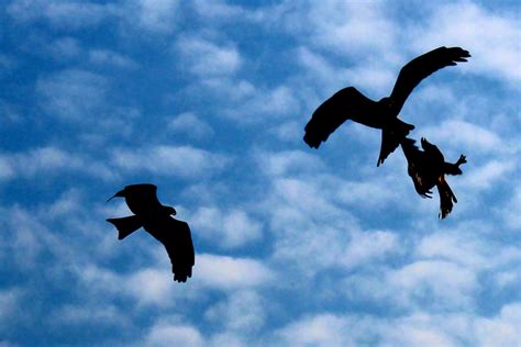 Stock Pictures: Silhouettes of birds in flight