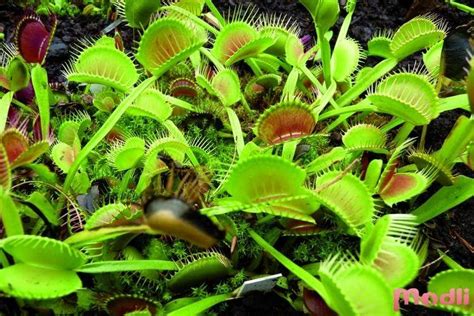 Хищные растения: виды, фото и рекомендации по уходу
