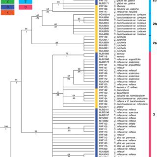 Strict consensus tree from MP analysis of Correa ITS (nrDNA) sequences ...