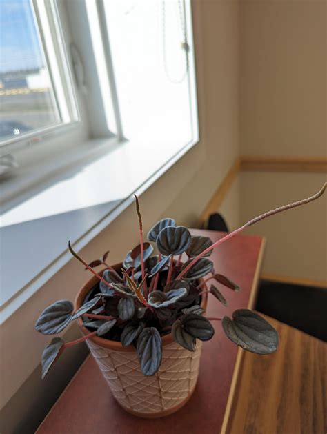 Foliage assortment? : r/PlantIdentification
